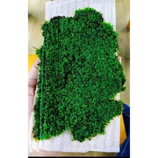 rêu mini thủy sinh dạng mảng và dạng bám đá