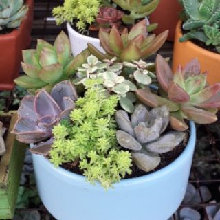 Chậu sen đá mix_chậu tròn 150k