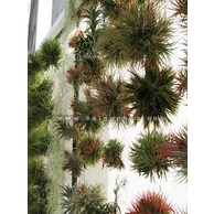 Giá rẻ miễn ship - Cây không khí kim yến - Lọc sạch không khí tốt sức khỏe...