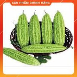 HẠT GIỐNG KHỔ QUA- MƯỚP ĐẮNG F1