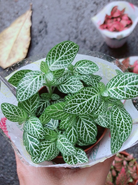 Cẩm Nhung  xanh lá nhạt