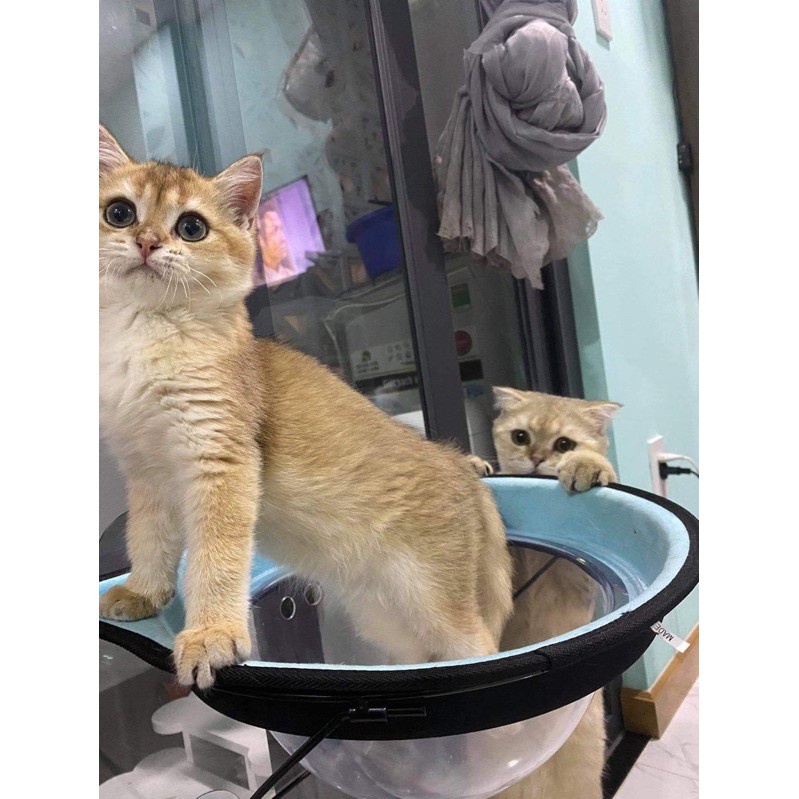 Đồ chơi hích kính cho Mèo