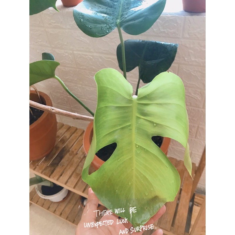 Monstera trầu bà Nam Mỹ lá xẻ