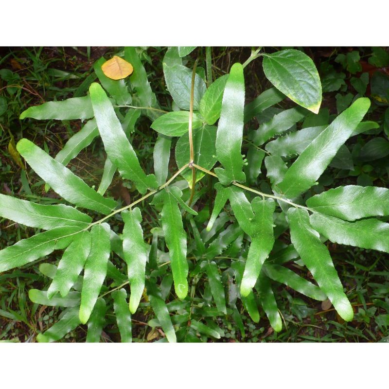 1Kg Cây Hải Kim Sa