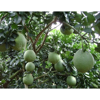 cây bưởi da xanh
