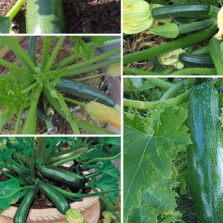 Hạt giống Bí Ngồi Xanh Hàn Quốc F1, hạt nảy mầm cao, kháng bệnh tốt, trái ngọt. nhập khẩu-  chuyên dụng.