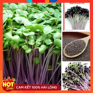 Hạt giống rau mầm cải ngọt đỏ ( 20gr )