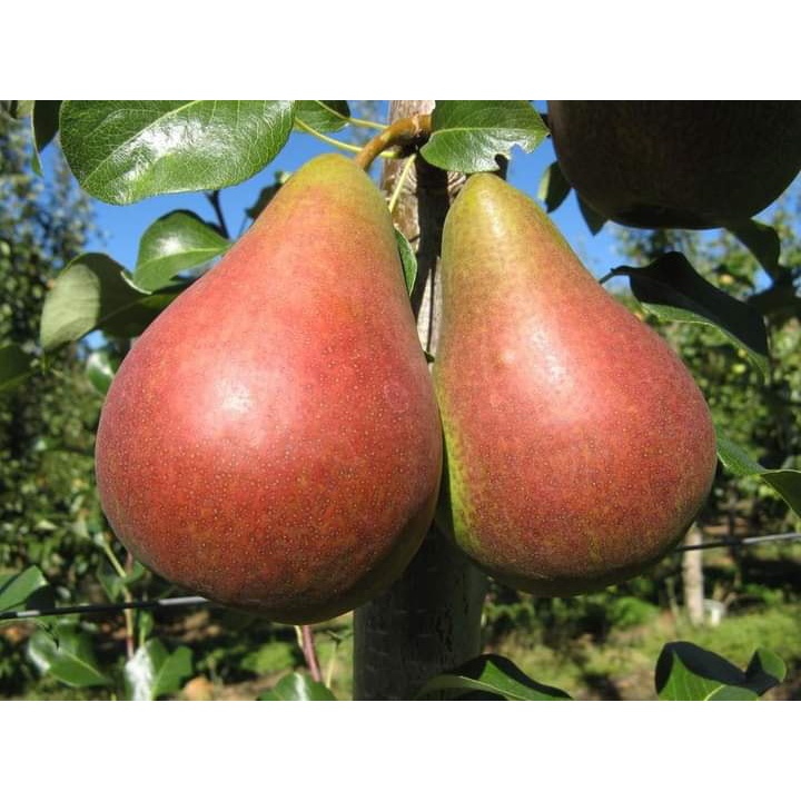 cây giống LÊ ĐỎ NAM PHI ( Giống Cây ghép Cho trái siêu sớm)