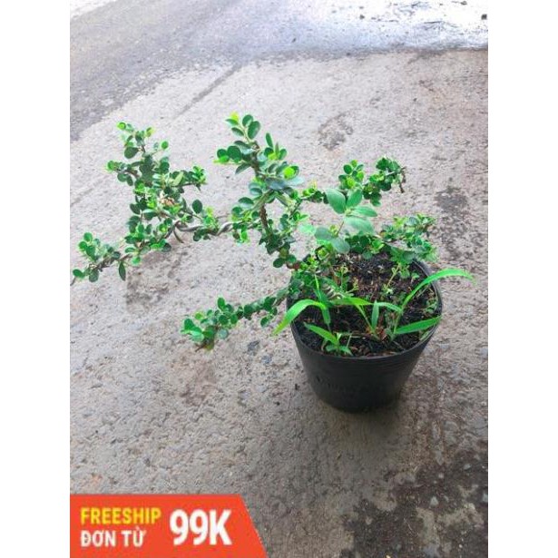 Linh Sam Núi Bonsai