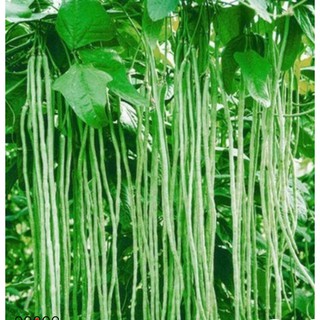 20GR - Hạt giống đậu đũa trái dài