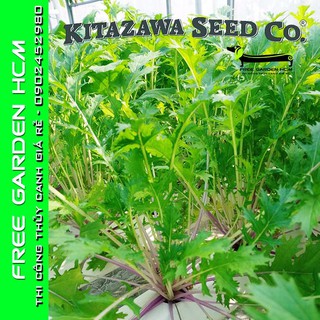 1.500 hạt giống cải mizuna early – kitazawa – mỹ