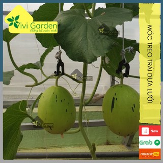 Combo 500 gram (Khoảng 100 cái) Móc treo trái dưa lưới, dưa lê, dưa kim,...cao cấp chuyên dụng, tái sử dụng