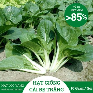 Hạt Giống Cải Bẹ Trắng