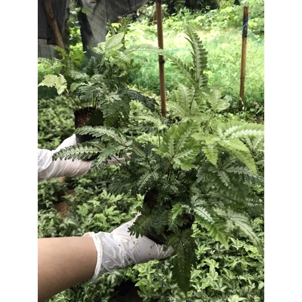 Dương xỉ bạch dươg 15k/chậu