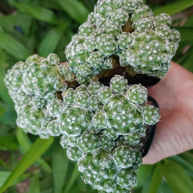 XƯƠNG RỒNG TRỨNG CHIM To -1 chậu 3 cây