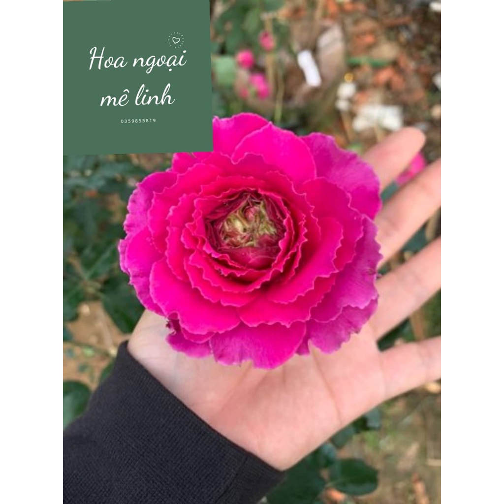 Hoa hồng ngoai Ramukan rose màu hồng đậm tuyệt đẹp -hoangoaimelinh