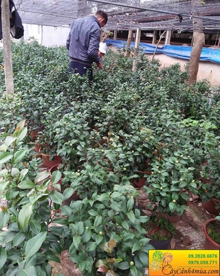 CÂY HOA TRÀ MI ĐỎ ĐANG NỤ
