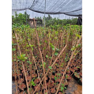 HOA ANH ĐÀO [cây giống]