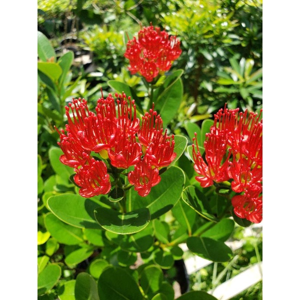 Cây Mai Thái Đỏ