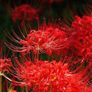 Củ Hoa Bỉ Ngạn 5 màu [shop uy tín]