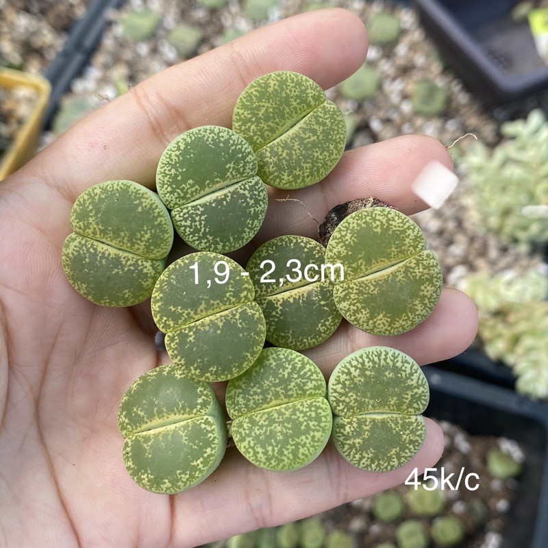 Lithops (thạch lan) xanh lá size nhỏ - vừa c36A