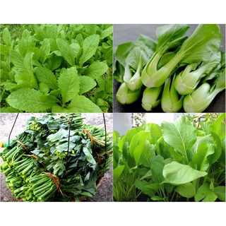 CẢI THÌA(CHẤT LƯỢNG-UY TÍN)