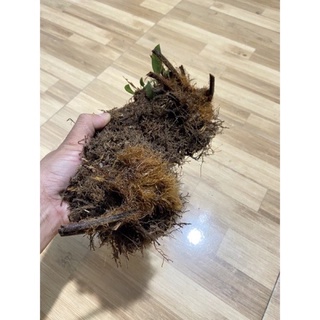 Dương xỉ culi chơi cảnh (1 củ to)