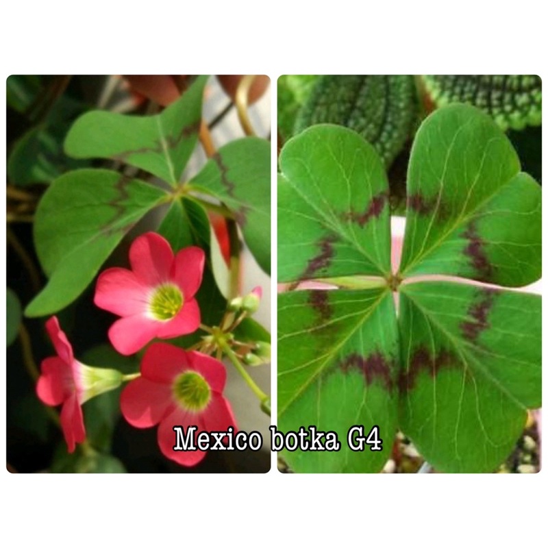 Củ oxalis deppei mexico botka G4