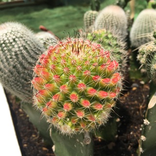Xương rồng Móc câu đỏ (tháp)