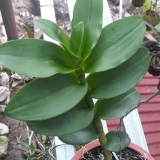 Phi điệp có mặt hoa xổ tại vườn.