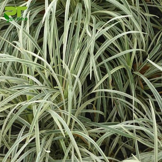 Cây cao cẳng sọc (lan chi lá dài)