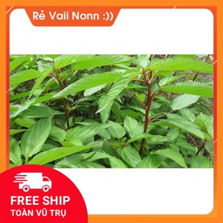 FLASH SALE rau đay chất lượng