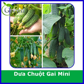 Hạt Giống Dưa Chuột Gai Mini (1 gam ~ 60 hạt) Đặc Ruột, Giòn Ngọt, Nhanh Thu Hoạch