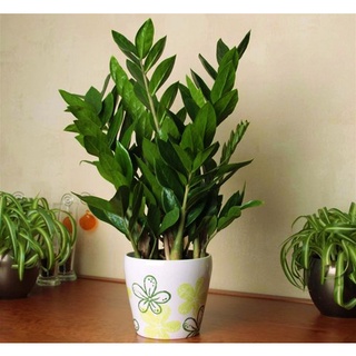 Chậu cây kim tiền để bàn (chỉ giao hỏa tốc HCM)