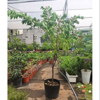 Cây khế thái ... khế ngọt... siêu trái