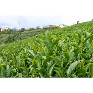 (Túi thử) Trà Ô Long Cầu Đất - Túi 10 Gram