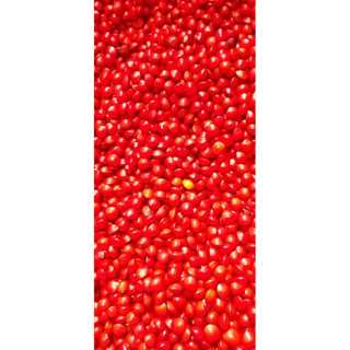 Hạt giống cẩm Thái Lan