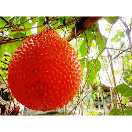 Hạt giống cây gấc kiểng
