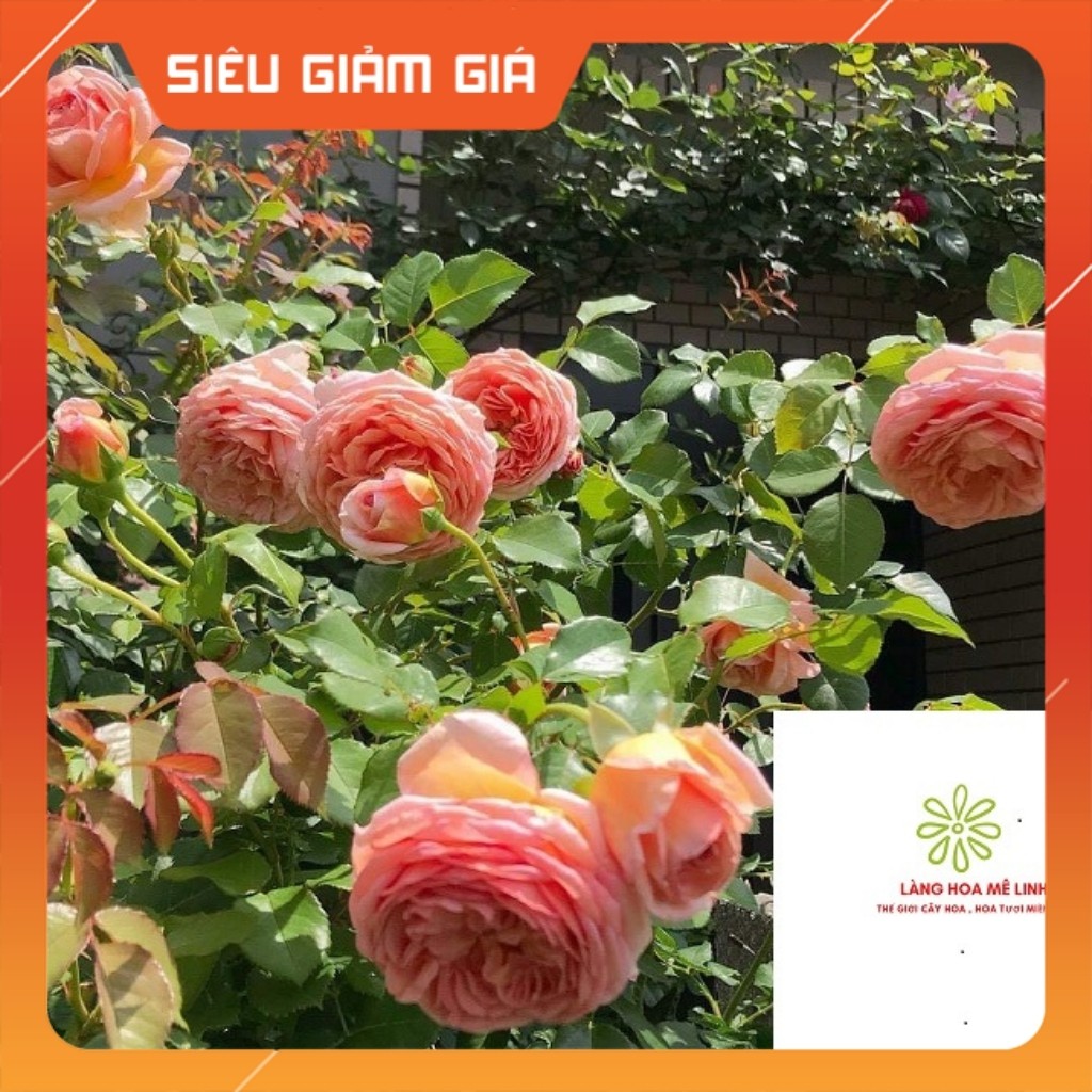 Hoa Hồng NGOẠI Abraham Darby  (LEO )  [ SẮC HỒNG THUẦN KHIẾT]  với hương thơm nồng nàn.