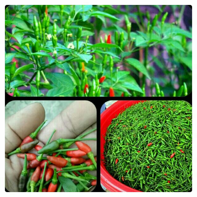 Cây ớt lúa, cây đang ra hoa( hình 2)