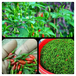 Cây ớt lúa đang ra quả