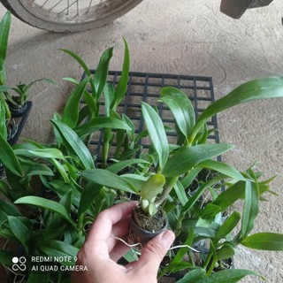 cây giống lan dendro hồng sọc