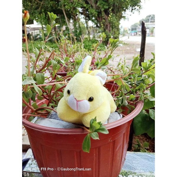 Móc khoá gấu bông dễ thương