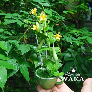 Hoa Đất Sét Mini- Giàn Bầu 15cm