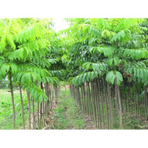 Bán cây sấu choai