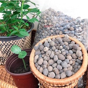 Phân dê đã qua xử lý sạch, bón lan, cây cảnh, cây hoa, cây trồng