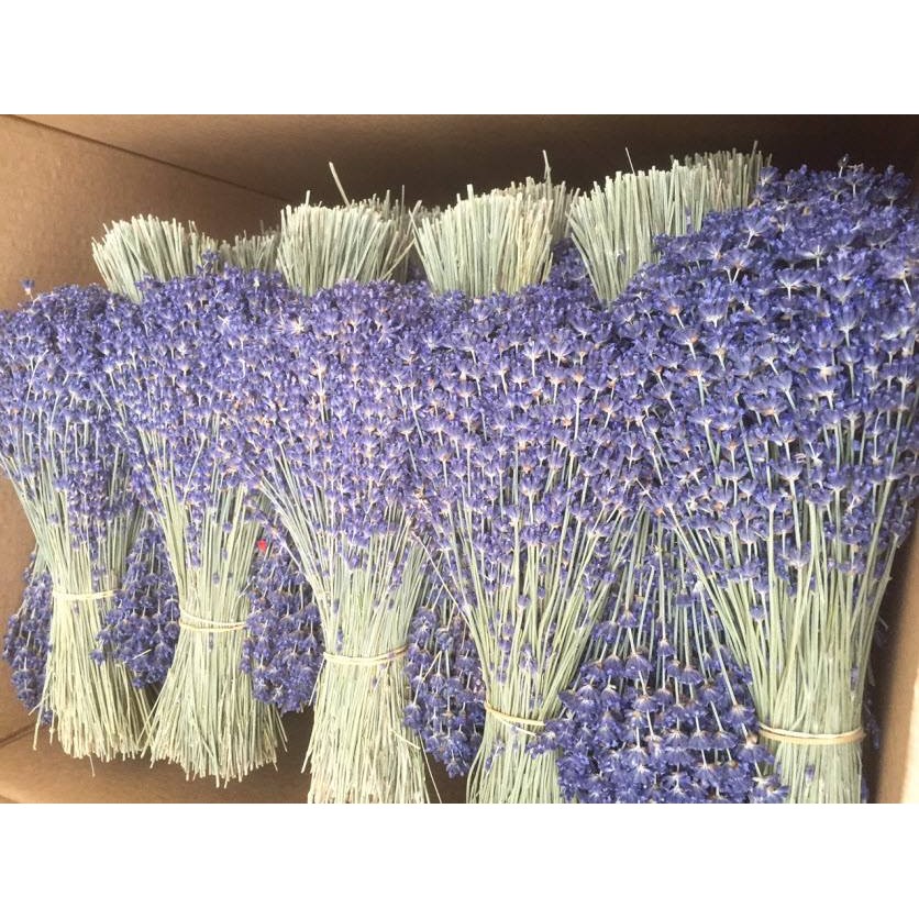 HOA LAVENDER NHẬP KHẨU PHÁP