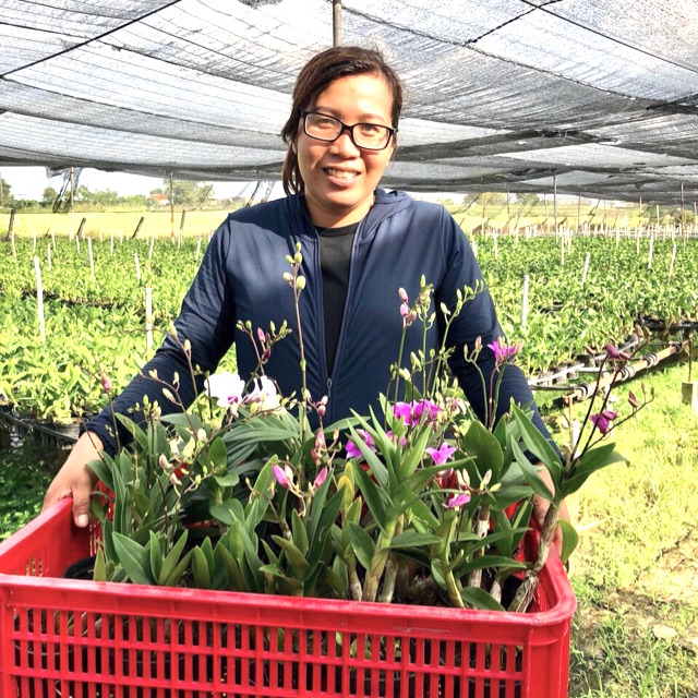 Chậu Lan Denro yaya mini