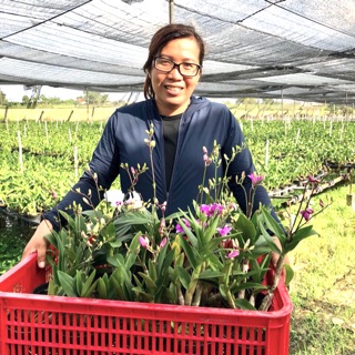 Chậu Lan Denro yaya mini