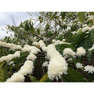 1KG CÀ PHÊ BỘT RANG MỘC 100% ROBUSTA